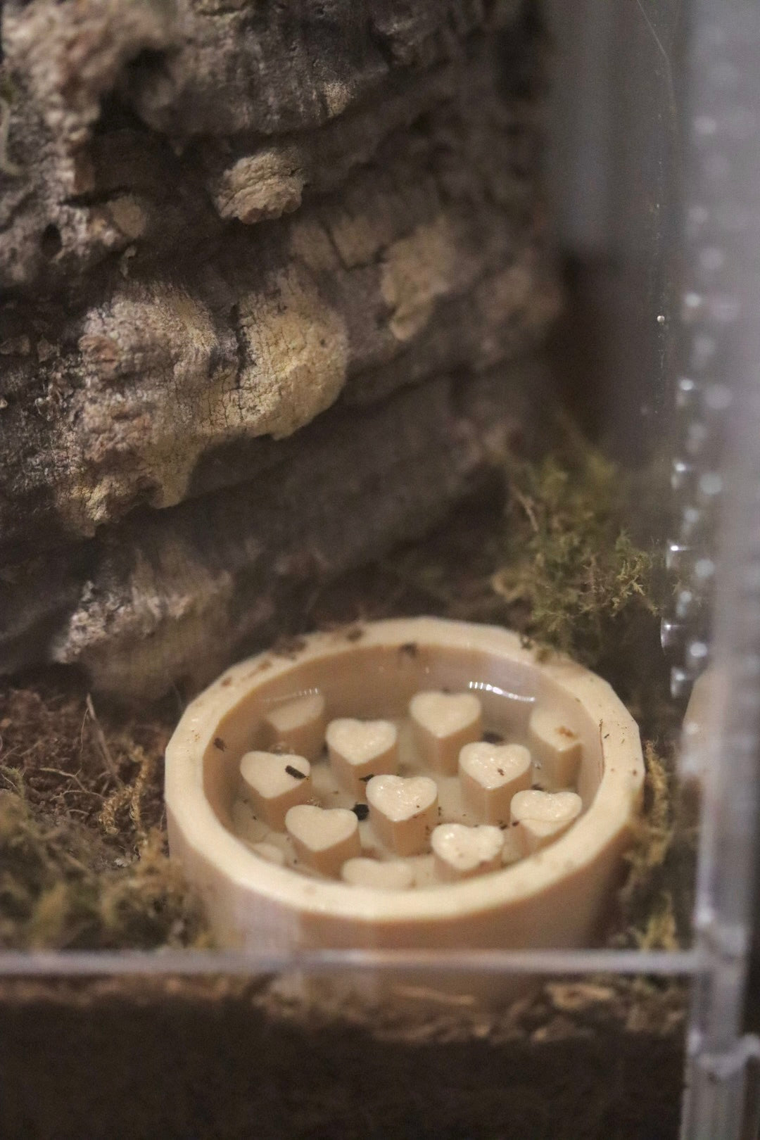Tarantula Water Bowl