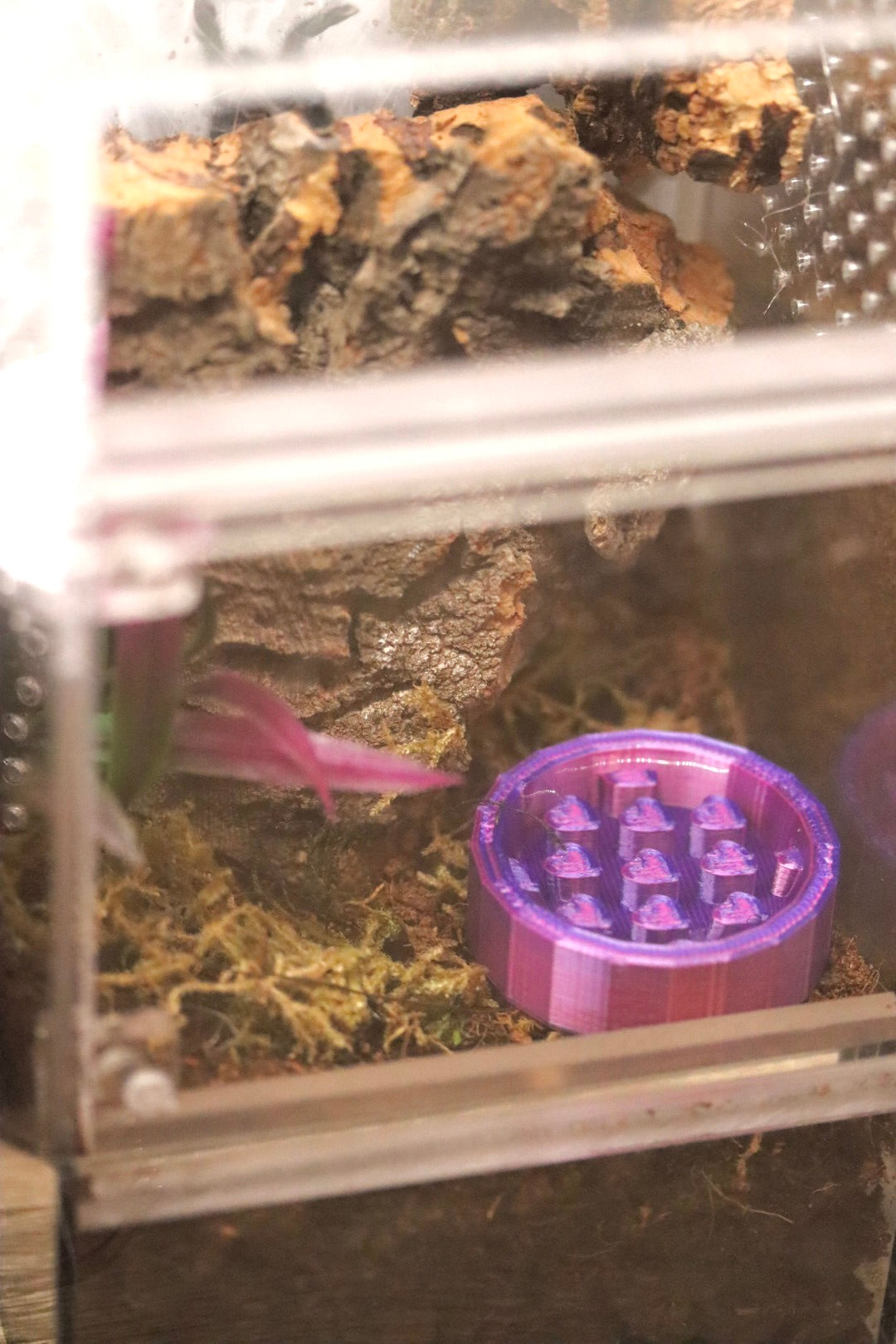 Tarantula Water Bowl